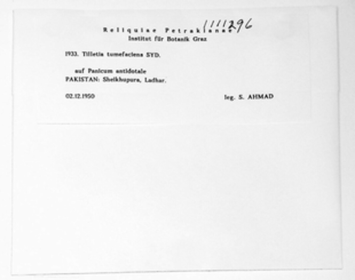 Tilletia tumefaciens image